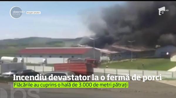 Incendiu devastator la o fermă din Mureş. Aproape 2.000 de porci au ars de vii după ce flăcările au cuprins hala în care se aflau