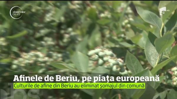 O comună din Hunedoara a găsit secretul eradicării şomajului