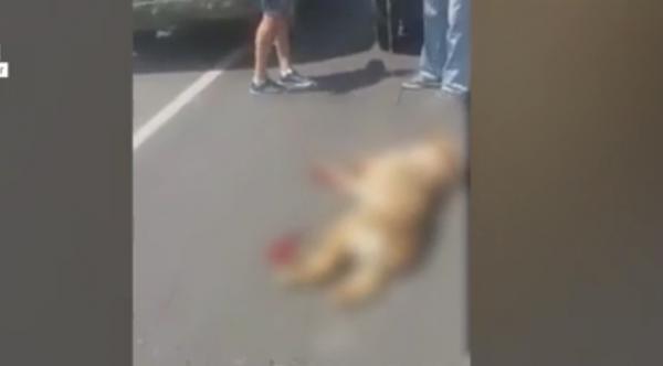 Val de indignare pe internet după două cazuri de violenţă extremă asupra animalelor