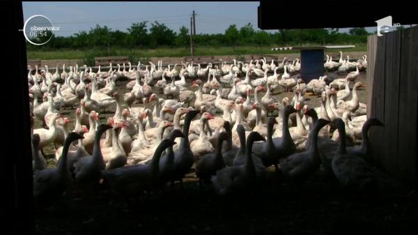 Creșterea gâștelor devine afacere profitabilă. Ferma exportă ouă, pene și boboci