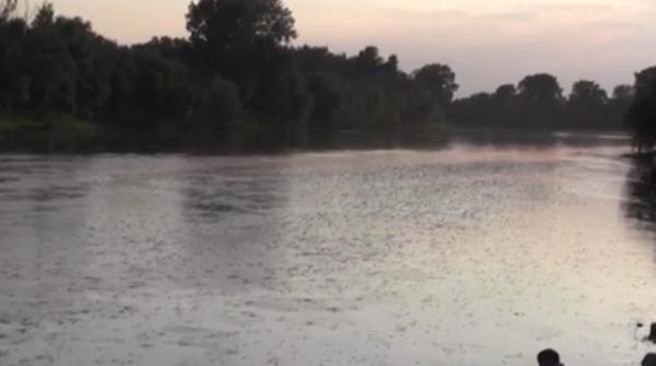Spectacol al naturii suprins pe râul Mureş, în Arad