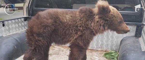 Un pui de urs, găsit rănit într-un tunel de cale ferată din Gorj, a fost salvat după o mobilizare impresionantă