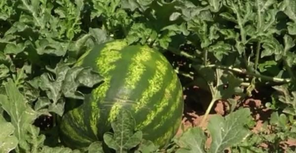 Primii pepeni româneştii s-au copt deja. Unde altundeva decât la Dăbuleni, în judeţul Dolj