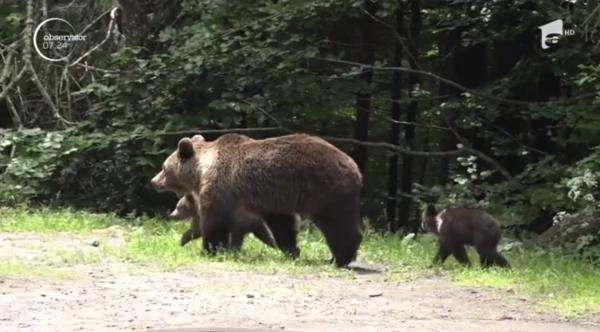 Ursul Soni a plecat, altii i-au luat locul