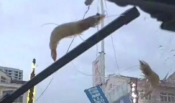 Vremea rea a făcut ravagii în Europa. Furtuni violente, inundaţii şi rafale puternice de vânt