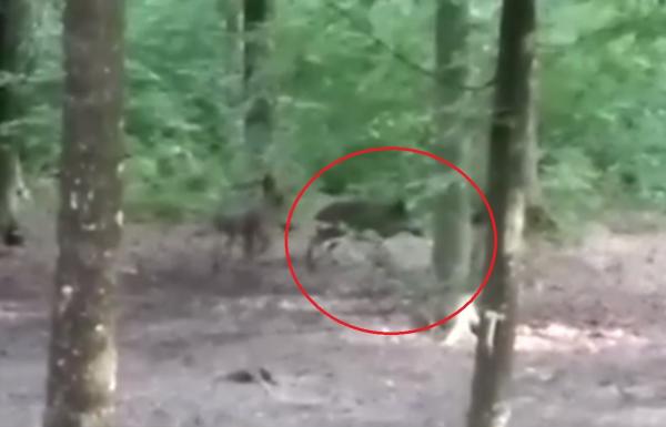 Culturi întregi distruse de mistreți, în mai multe localităţi din Prahova