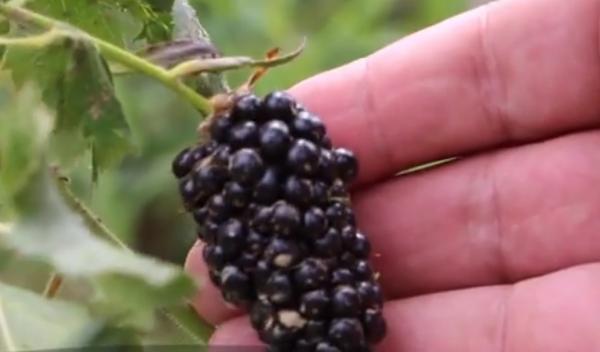 Afacere cu fructe nemaivăzute în România! Un buzoian a pariat totul pe o plantaţie de Tayberry