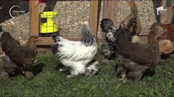 Pasiune ieşită din comun a unui hunedorean: colecţionează păsări de curte de mari dimensiuni