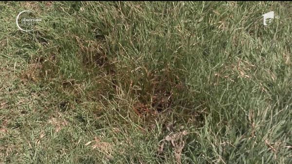 Anchetă la Galaţi. Câinii oamenilor din satul Braniştea au mâncat carne otrăvită, lăsată lângă gard