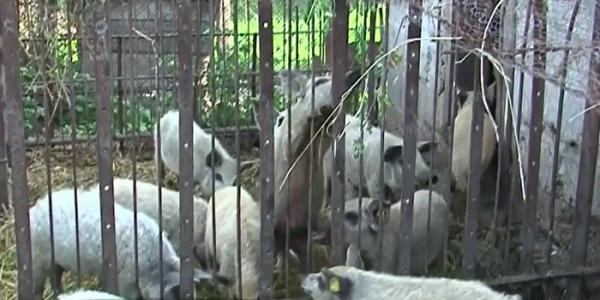 Prima serie de 20 de porci din rasa Mangaliţa a ajuns la fermierii din Târgu Mureş