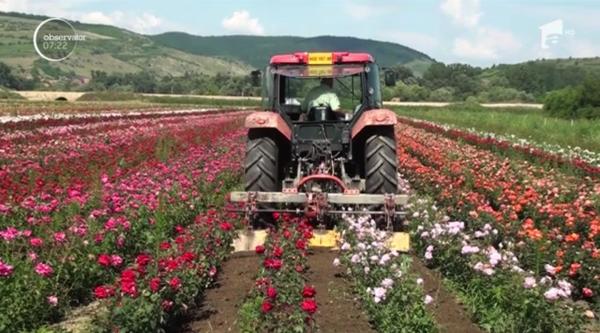 Pasiunea pentru trandafiri poate deveni, cu multă muncă, o afacere profitabilă