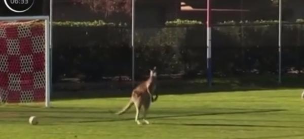 Un meci de fotbal feminin din Australia a fost întrerupt după ce un cangur a pătruns pe teren