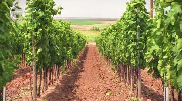 Strugurii cultivaţi bio dau vin bun şi tot mai căutat
