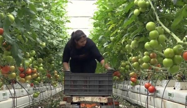 90% dintre roşiile din pieţe şi magazine provin din seminţe aduse din străinătate