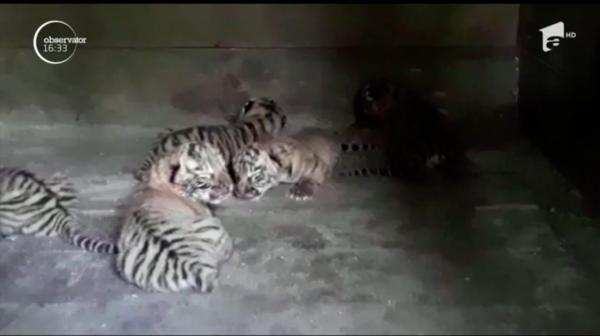 Șase pui de tigru siberian, vedetele unei grădini zoologice din Rusia