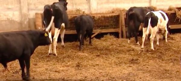 A furat vacile vecinilor, iar acum are toate şansele să se aleagă cu dosar penal