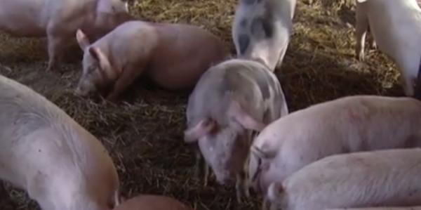 Alertă de pestă porcină la Tulcea şi Satu Mare