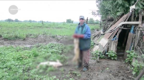 Un nou focar de pestă porcină africană a fost confirmat în Insula Mare a Brăilei