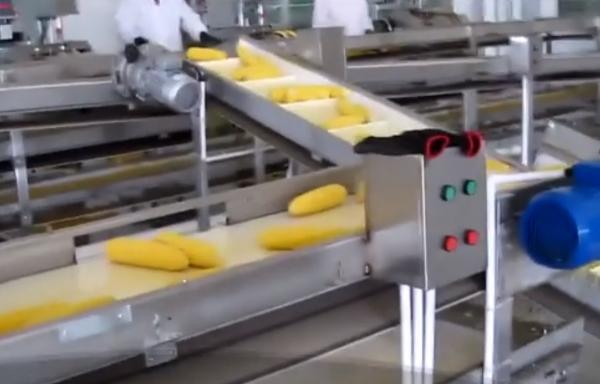 Porumb congelat infestat în Europa. Avertisment privind bacteria care a ucis 9 oameni