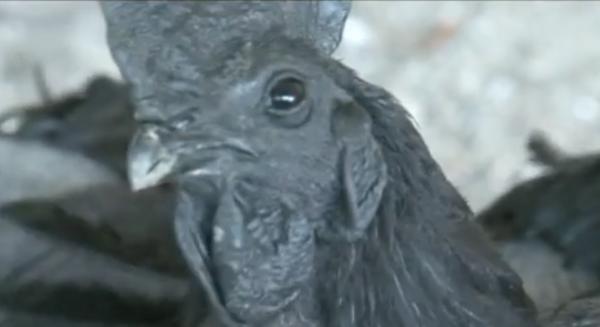 Găina cu piele neagră, delicatesă în farfurie. Ouăle sunt bune în tratamentul bolilor Alzheimer și Parkinson