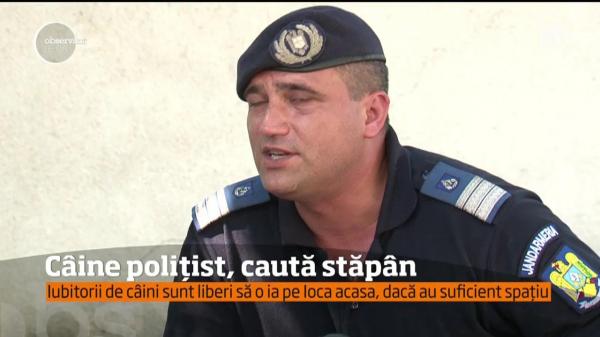 Câine polițist, caută stăpân. Doi patrupezii ai poliţiei din Iaşi vor fi adoptaţi, după 11 ani în slujba ţării