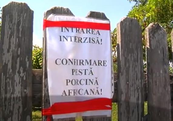 Pesta porcină africană face ravagii la Constanţa. Sute de oameni și-au pierdut locul de muncă