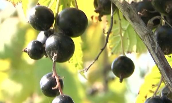 Coacăzele negre, afacere de mii de euro. O femeie din Mureș a renunţat la munca de birou pentru horticultură