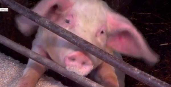 Alertă în Bihor, după ce pesta porcină africană a fost confirmată la o fermă din judeţ