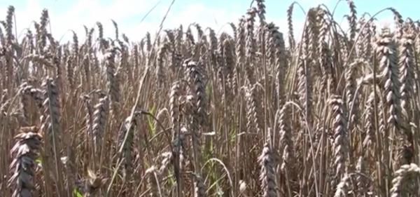 Un agricultor din Alba are sute de hectare de grâu şi de rapiţă şi reuşeşte să-şi vândă producţia atât în ţară, cât și peste hotare