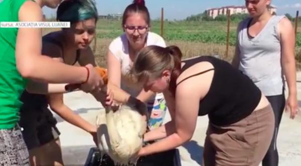 Misiune de salvare dramatică la Ploieşti. Cinci lebede au fost găsite într-un iaz de decantare a produselor petroliere