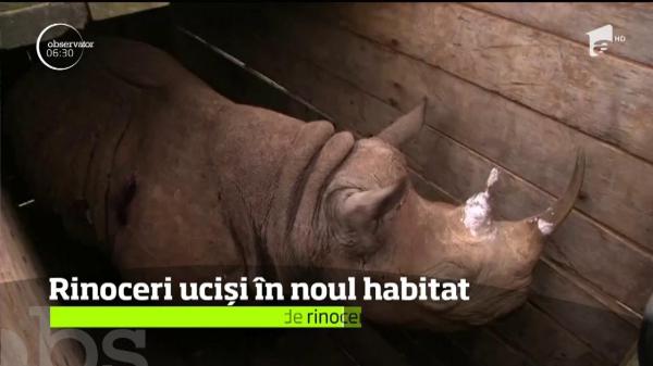 Dezastru în Kenya. Opt rinoceri negri dintr-o specie în pericol de dispariţie au murit
