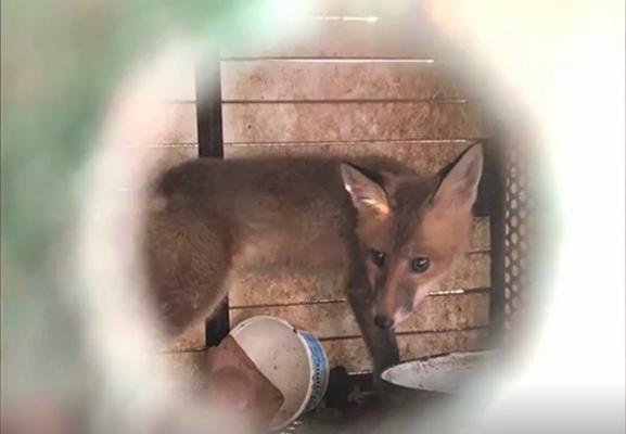 Animale sălbatice ţinute în captivitate în mai multe gospodării din Timiş