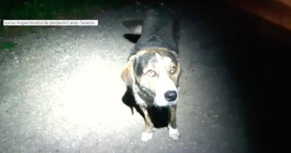 Un câine al nimănui a salvat viaţa unui biciclist care se accidentase pe un traseu montan, în munţii Semenic