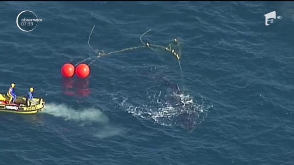 Operaţiune de salvare spectaculoasă pe coasta de est a Australiei. O balenă de peste șapte metri a fost salvată din plasele anti-rechini