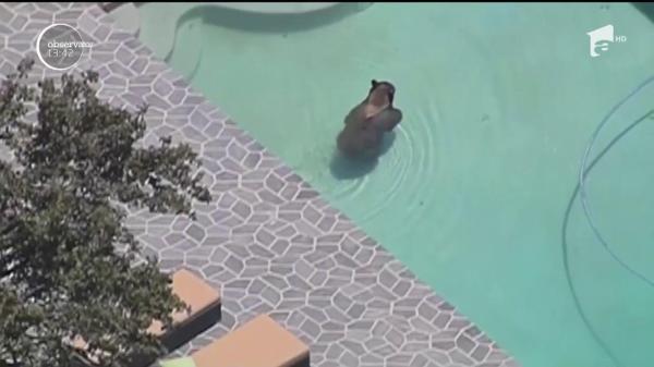 Statele Unite: Un urs a fost filmat în timp ce se relaxa într-o piscină din Los Angeles