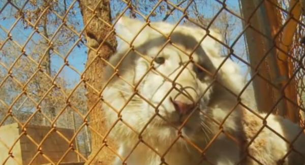 Pui de leu alb, hrănit cu biberonul la un sanctuar de animale din Texas. Doar câteva zeci de exemplare mai trăiesc în toată lumea