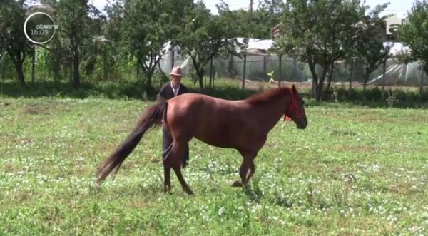 Cal descoperit, în agonie, pe marginea unui drum din Bacău, salvat de o femeie din Dolj!