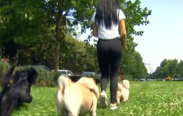 Pet sitter, afacerea verii. Se câștigă zeci de lei pe oră pentru a plimba căței, iar unii plimbă câte 12!