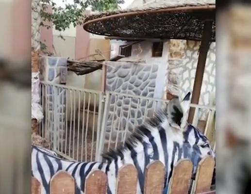 Măgăruș dat cu bidineaua, prezentat drept zebră la o grădină zoologică din Egipt