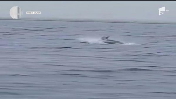 Imagini spectaculoase: Delfinii şi-au făcut apariţia după furtună, în Eforie Nord!