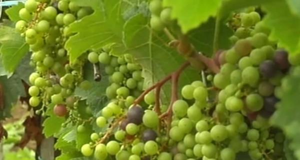 Recoltă slabă în Dobrogea, din cauza ploilor abundente
