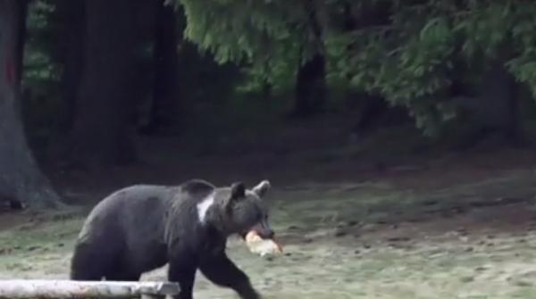 Turiştii care vizitează Cetatea Poenari, păziţi de jandarmi, de teama urşilor