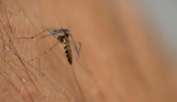 Țânțarii au pus stăpânire pe cartierele şi parcurile din Bucureşti