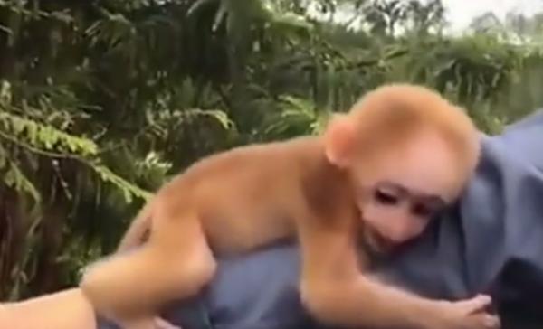 Gest înduioşător. O maimuţă mică a fost cu greu convinsă să se desprindă din mâinile salvatorului