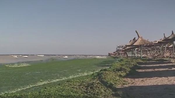 În Vama Veche, Marea Neagră e verde! Curenții marini au adus din larg tone de alge