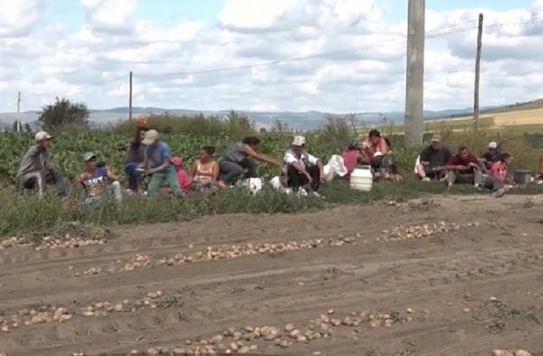 E criză de forţă de muncă în agricultură. Zilierii cer prea mulţi bani ca să vină la lucru