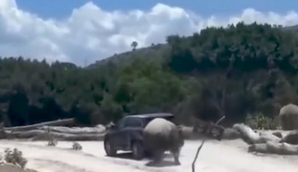 Mașină cu turiști, atacată de rinocer într-un parc zoologic din Mexic