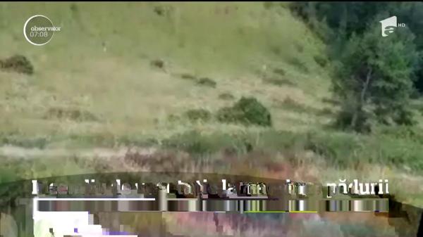 Misiune dificilă pentru pompierii din Prahova! Un incendiu de vegetație a izbucnit lângă Azuga