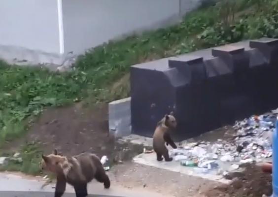 Doi pompieri voluntari din Tuşnad au ajuns la spital, după ce au fost atacaţi de urşi