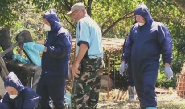 Pesta porcină din România, pericol uriaș de răspândire. Leșurile porcilor plutesc pe Dunăre, la Galați